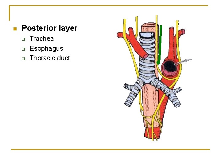 n Posterior layer q q q Trachea Esophagus Thoracic duct 