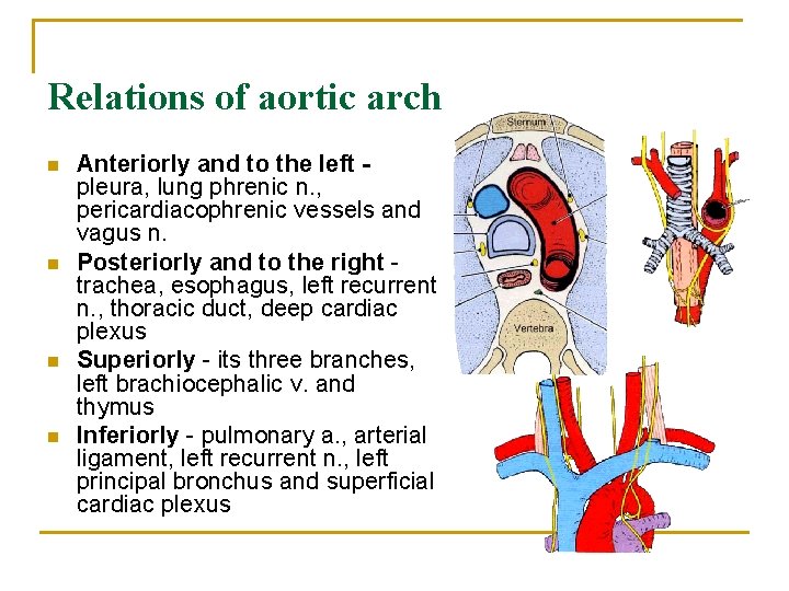 Relations of aortic arch n n Anteriorly and to the left pleura, lung phrenic