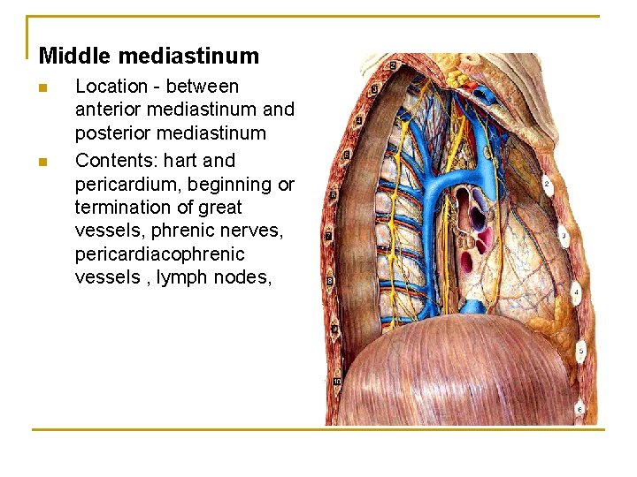 Middle mediastinum n n Location - between anterior mediastinum and posterior mediastinum Contents: hart