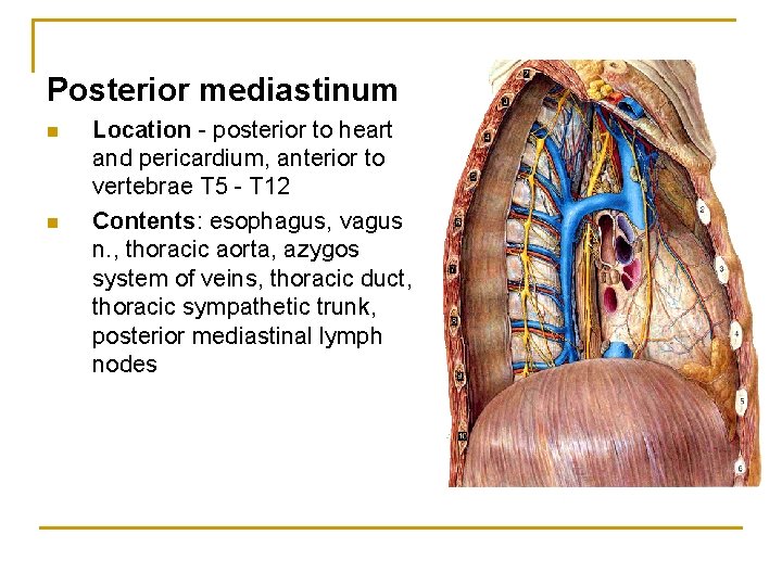 Posterior mediastinum n n Location - posterior to heart and pericardium, anterior to vertebrae