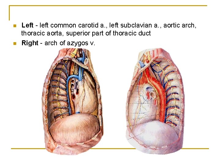 n n Left - left common carotid a. , left subclavian a. , aortic