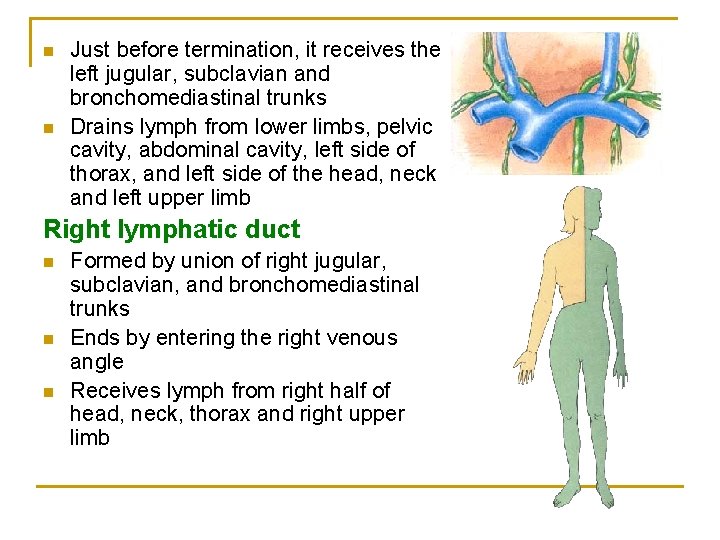 n n Just before termination, it receives the left jugular, subclavian and bronchomediastinal trunks