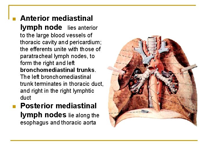 n Anterior mediastinal lymph node lies anterior to the large blood vessels of thoracic