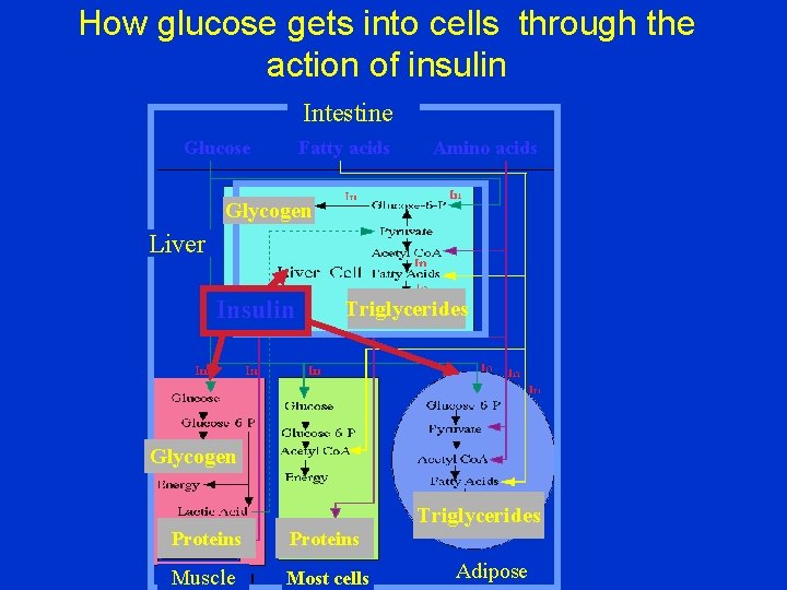 How glucose gets into cells through the action of insulin Intestine Glucose Fatty acids