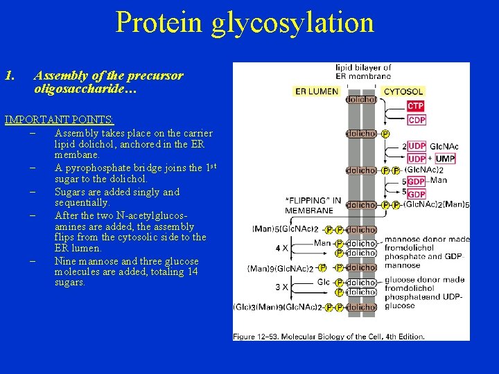 Protein glycosylation 1. Assembly of the precursor oligosaccharide… IMPORTANT POINTS: – Assembly takes place