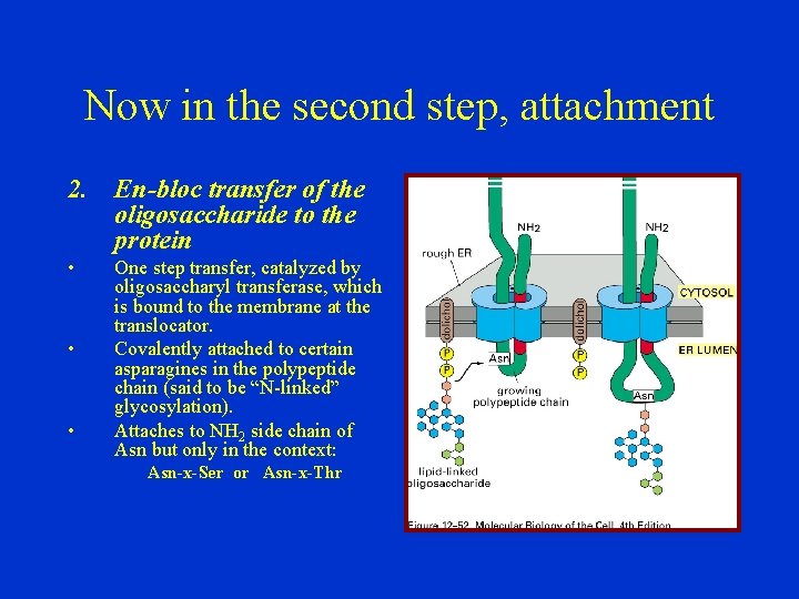 Now in the second step, attachment 2. En-bloc transfer of the oligosaccharide to the