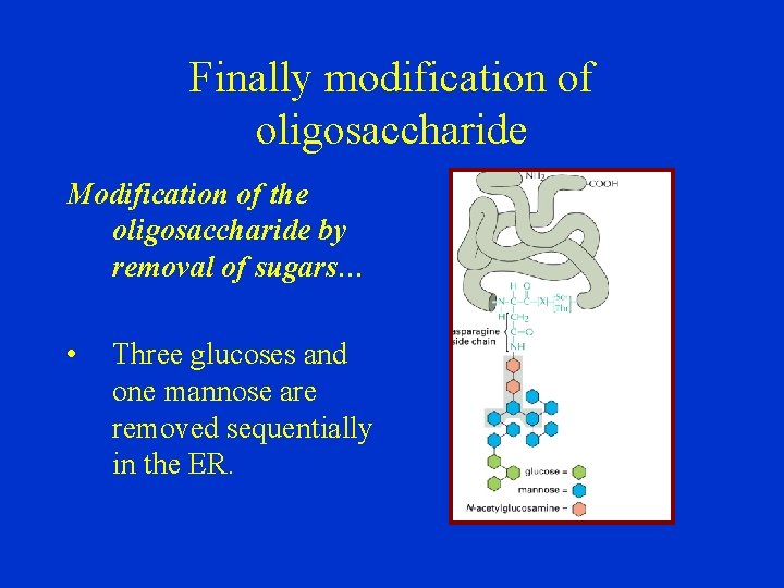 Finally modification of oligosaccharide Modification of the oligosaccharide by removal of sugars… • Three