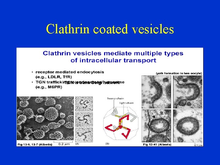 Clathrin coated vesicles TGN is trans Golgi network 