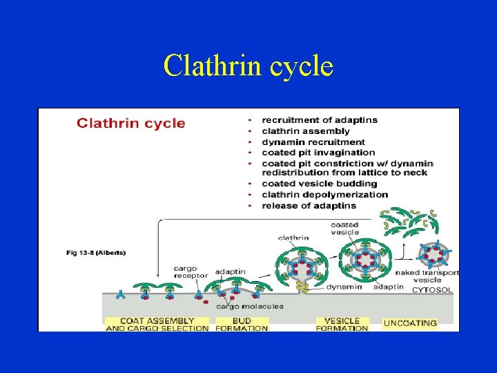 Clathrin cycle 