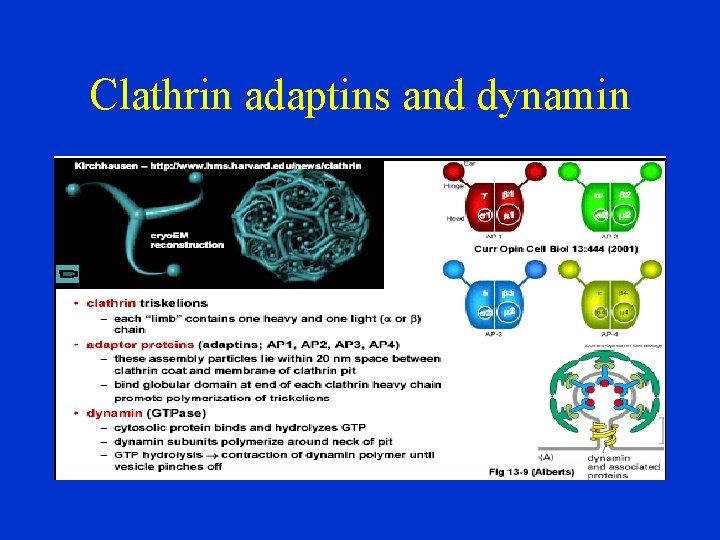 Clathrin adaptins and dynamin 