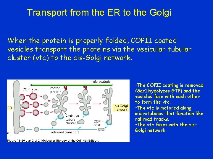 Transport from the ER to the Golgi When the protein is properly folded, COPII