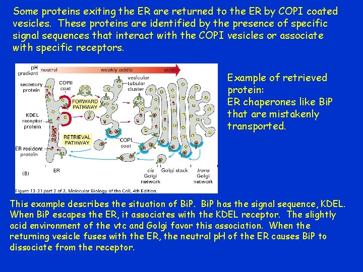Some proteins exiting the ER are returned to the ER by COPI coated vesicles.