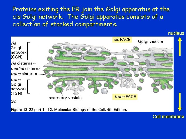 Proteins exiting the ER join the Golgi apparatus at the cis Golgi network. The
