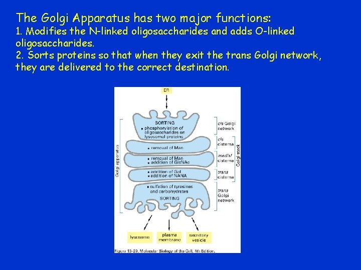 The Golgi Apparatus has two major functions: 1. Modifies the N-linked oligosaccharides and adds