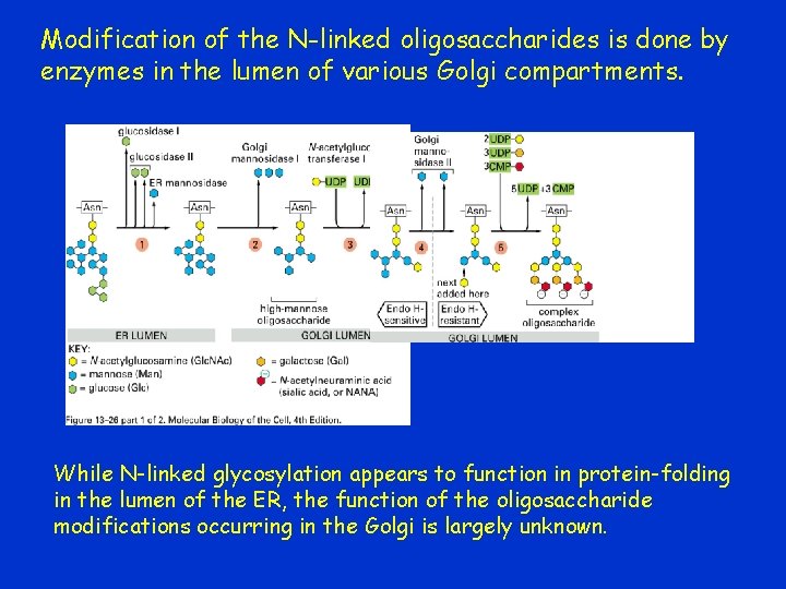 Modification of the N-linked oligosaccharides is done by enzymes in the lumen of various