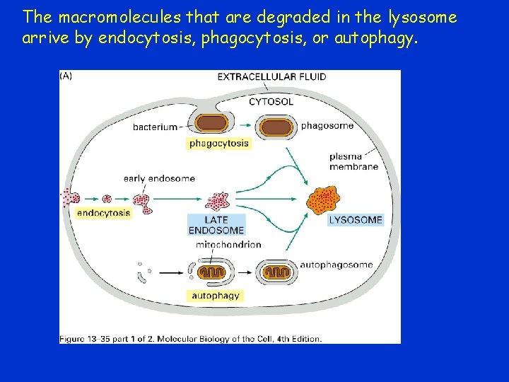 The macromolecules that are degraded in the lysosome arrive by endocytosis, phagocytosis, or autophagy.