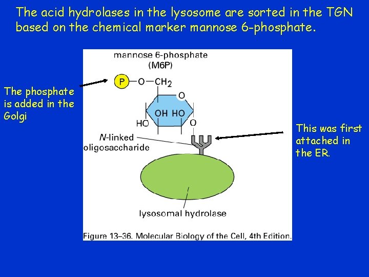 The acid hydrolases in the lysosome are sorted in the TGN based on the