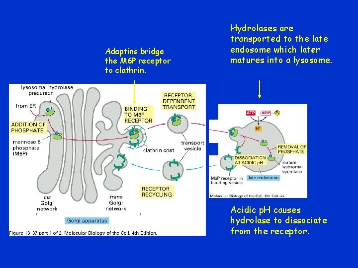 Adaptins bridge the M 6 P receptor to clathrin. Hydrolases are transported to the