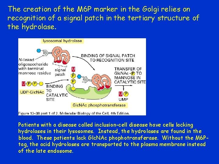 The creation of the M 6 P marker in the Golgi relies on recognition