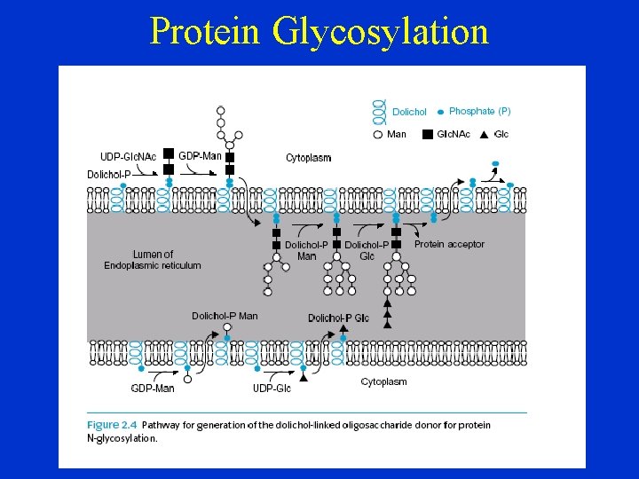 Protein Glycosylation 