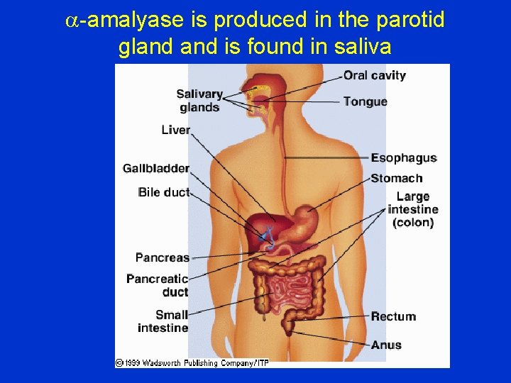 a-amalyase is produced in the parotid gland is found in saliva 