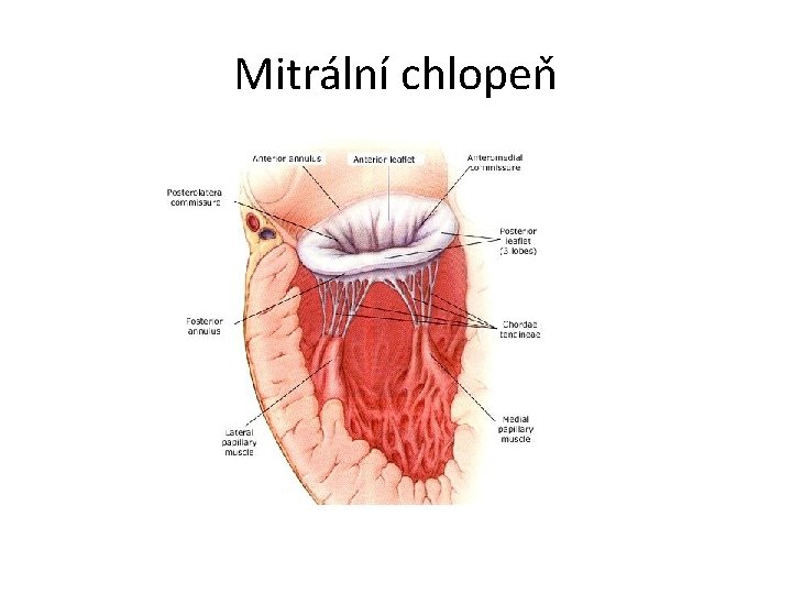 Mitrální chlopeň 