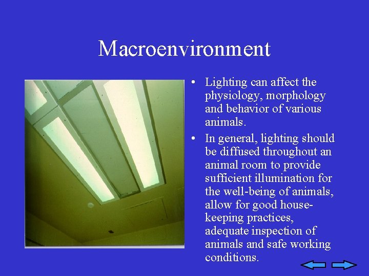 Macroenvironment • Lighting can affect the physiology, morphology and behavior of various animals. •