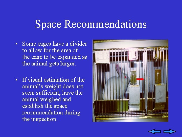 Space Recommendations • Some cages have a divider to allow for the area of