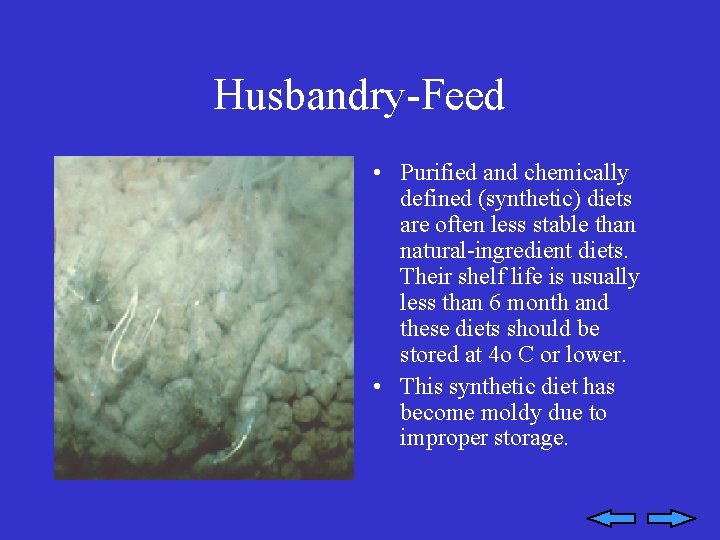 Husbandry-Feed • Purified and chemically defined (synthetic) diets are often less stable than natural-ingredient