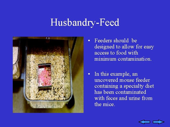 Husbandry-Feed • Feeders should be designed to allow for easy access to food with