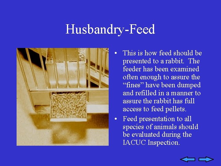 Husbandry-Feed • This is how feed should be presented to a rabbit. The feeder