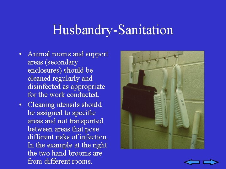 Husbandry-Sanitation • Animal rooms and support areas (secondary enclosures) should be cleaned regularly and