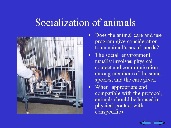 Socialization of animals • Does the animal care and use program give consideration to