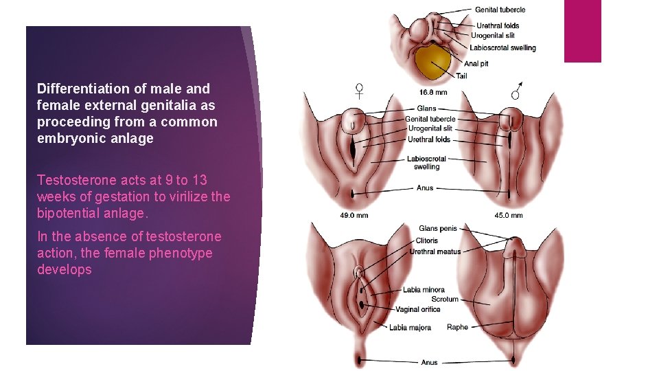 Differentiation of male and female external genitalia as proceeding from a common embryonic anlage