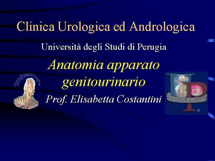 Clinica Urologica ed Andrologica Università degli Studi di Perugia Anatomia apparato genitourinario Prof. Elisabetta