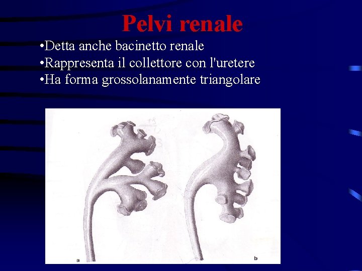 Pelvi renale • Detta anche bacinetto renale • Rappresenta il collettore con l'uretere •