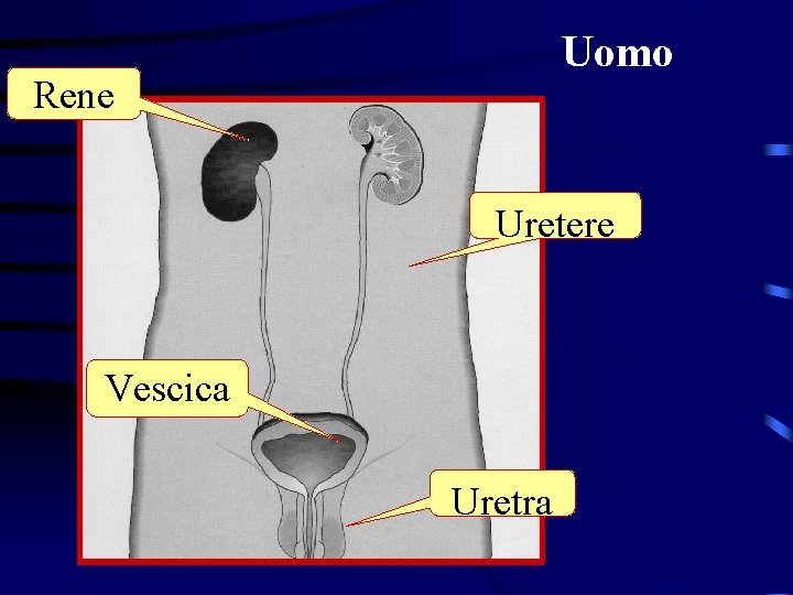 Uomo Rene Uretere Vescica Uretra 