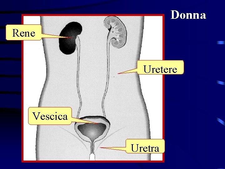 Donna Rene Uretere Vescica Uretra 