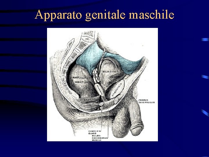 Apparato genitale maschile 