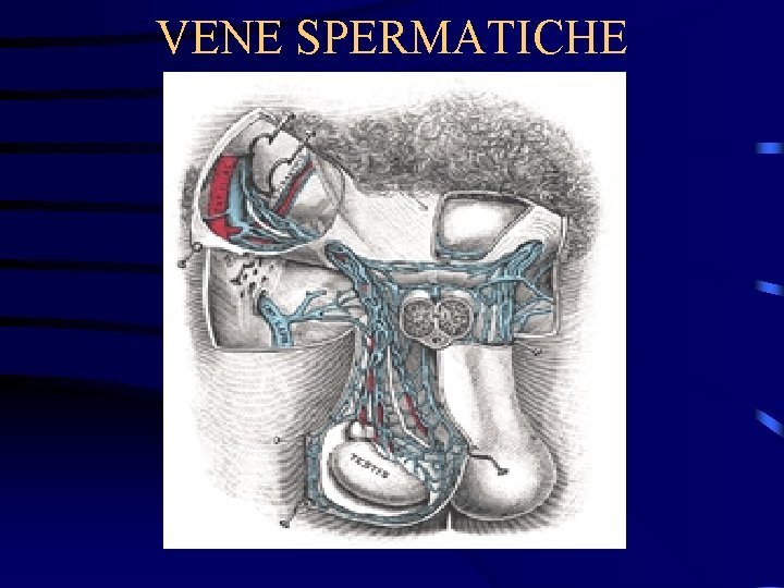 VENE SPERMATICHE 