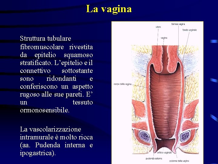 La vagina Struttura tubulare fibromuscolare rivestita da epitelio squamoso stratificato. L’epitelio e il connettivo