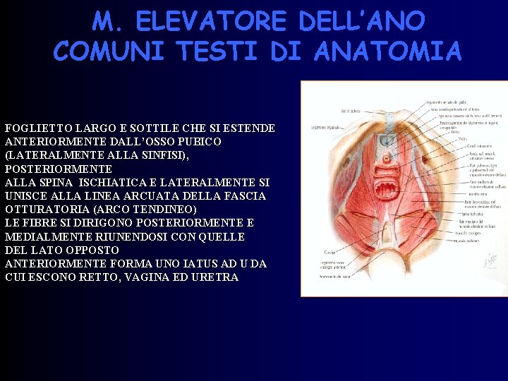 M. ELEVATORE DELL’ANO COMUNI TESTI DI ANATOMIA FOGLIETTO LARGO E SOTTILE CHE SI ESTENDE