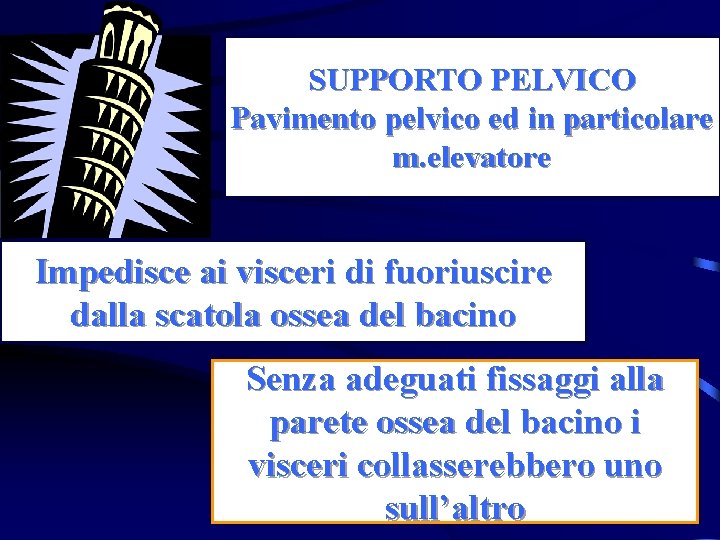 SUPPORTO PELVICO Pavimento pelvico ed in particolare m. elevatore Impedisce ai visceri di fuoriuscire