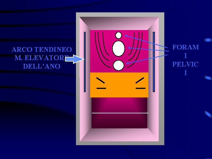 ARCO TENDINEO M. ELEVATORE DELL’ANO FORAM I PELVIC I 