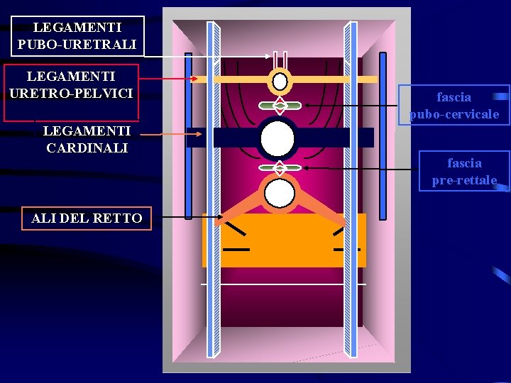 LEGAMENTI PUBO-URETRALI LEGAMENTI URETRO-PELVICI LEGAMENTI CARDINALI DEL RETTO fascia pubo-cervicale fascia pre-rettale 