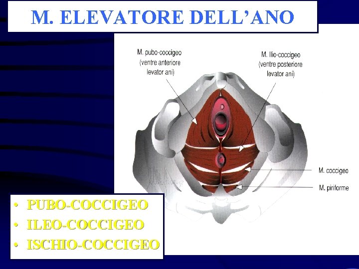 M. ELEVATORE DELL’ANO • • • PUBO-COCCIGEO ILEO-COCCIGEO ISCHIO-COCCIGEO 
