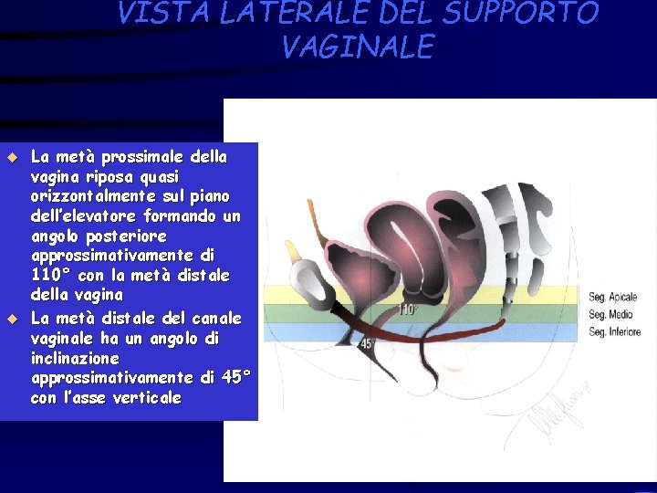 VISTA LATERALE DEL SUPPORTO VAGINALE u u La metà prossimale della vagina riposa quasi