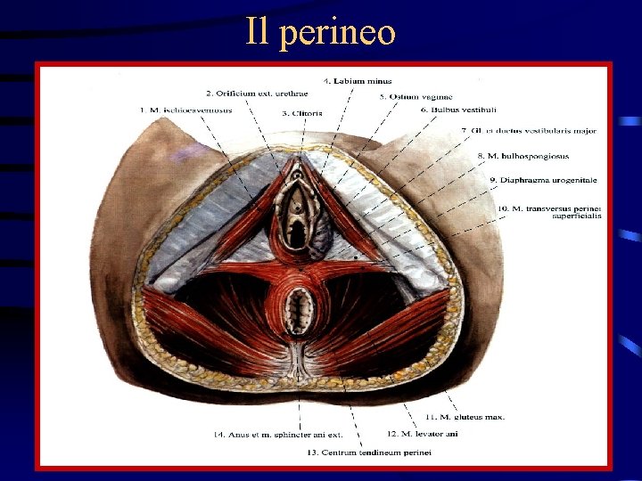 Il perineo 