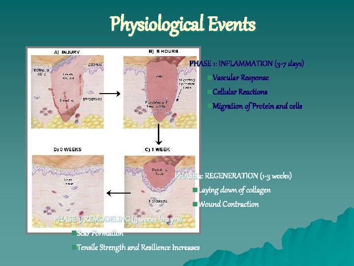 Physiological Events PHASE 1: INFLAMMATION (3 -7 days) n. Vascular Response n. Cellular Reactions