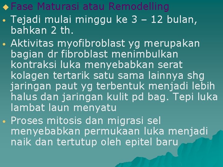 u Fase • • • Maturasi atau Remodelling Tejadi mulai minggu ke 3 –